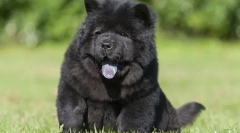 A kutyák legdrágább fajtái