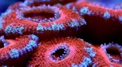 A legősibb tengeri lakosok