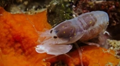 A leghangosabb állatok a világon