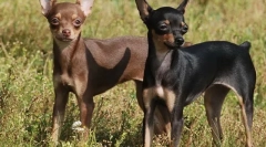 A leghíresebb kutyák (fotókkal)