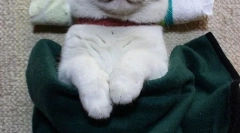 A leghíresebb macskák és macskák az interneten