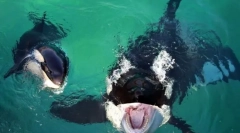 A leghíresebb tobast bálnák