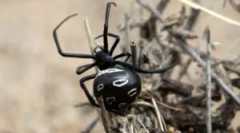 A világ legerősebb pókjai