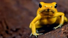 A világ legérzékenyebb állatok