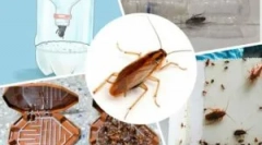 A leghatékonyabb csapdák a csótányok számára