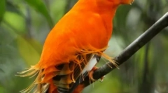 A legszebb egzotikus madarak (12 fotó)