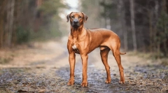 A legszebb legendák a kutyák fajták eredetéről