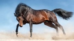 A világ legszebb lovak