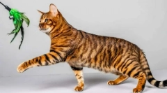 A legszebb macskafajták