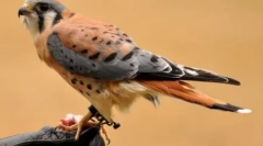 A bolygó legszebb madárja (10 fotó)