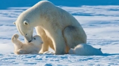 A föld legnagyobb ragadozói
