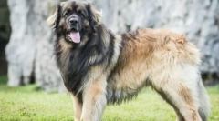 A világ legnagyobb kutyái