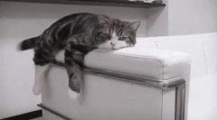 A macskák lusta fajtái