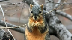 A háziállatok leginkább aranyos instagramja