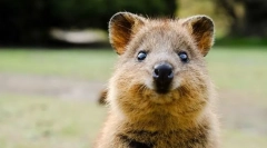 A világ leginkább aranyos állatok