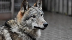 A legszokatlanabb háziállatok