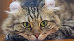 A macskák legszokatlanabb fajta