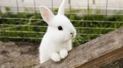 A legkedvezőbb háziállatok