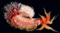 A csendes-óceán mélységében található leghigalmasabb életforma