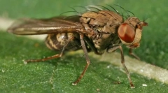 Az ember legveszélyesebb rovara