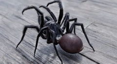 A világ legveszélyesebb és mérgező pókjai