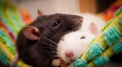 A legveszélyesebb emlősök