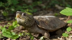 A legveszélyesebb teknősök és gyíkok a bolygón