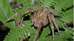 A legveszélyesebb pókok