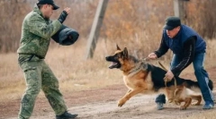 A kutyák legveszélyesebb fajtái