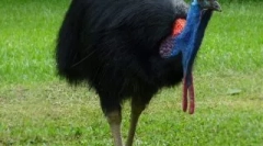 A világ legveszélyesebb madarak, akik jobban nem esnek az útra