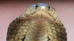 A legveszélyesebb hüllők