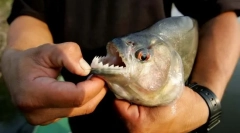 A legveszélyesebb hal