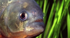 A legveszélyesebb vízállatok