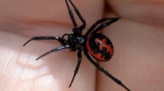 A legveszélyesebb állatok, rovarok és hüllők oroszországban (1. Rész)