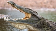 A világ legveszélyesebb állatok