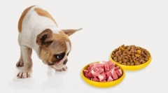 Legnépszerűbb élelmiszer kutya 2019 - pedigri: a smink és vélemények összejátszása