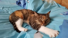 A legnépszerűbb macskafajták