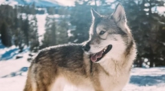 Legnépszerűbb kutyafajták