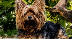 Legnépszerűbb fajták