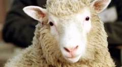 A legnépszerűbb állatok a világon