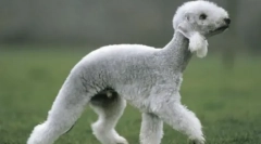 A világ leginkább bizarr fajtája