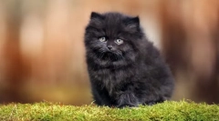 A legtöbb bolyhos macskák