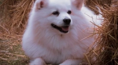 A világ leginkább bolyhos fajtája