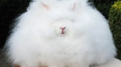 A legtöbb bolyhos állatok a bolygón