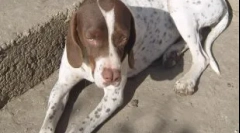 A legrövidebb és eltűnő kutyák fajtája