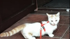 A legritkább macskafajták