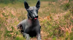 A legrövidebb kutyafajták a világon