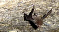 Ritka állatok: 10 kihalt faj