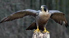 A legeslegjobb. Nyilvántartások a madarak világából