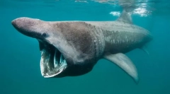 A legeslegjobb. Nyilvántartások a halak világából